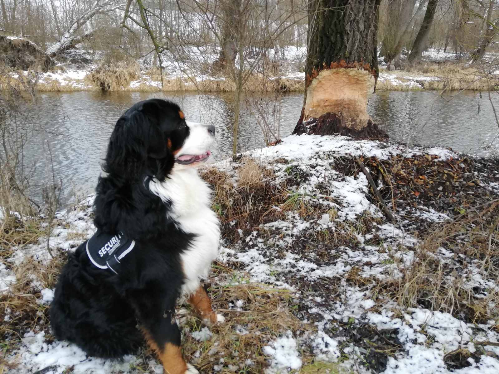 IMG-698c599e1f676ae2f27ffda0d81db627-V